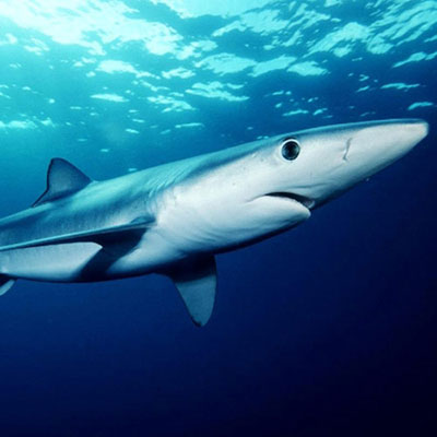 Blue Shark