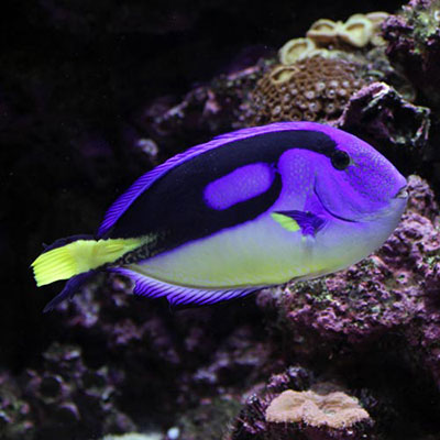 Blue Tang