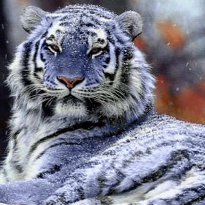Blue Tiger
