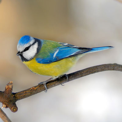 Blue Tit