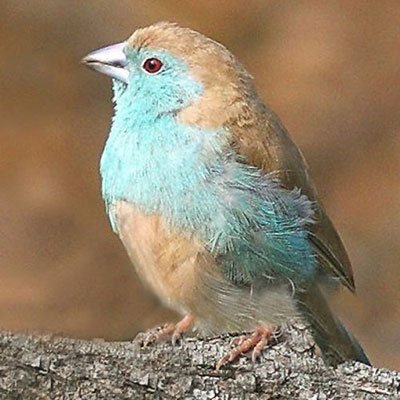  Blue Waxbill 