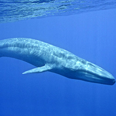 Blue Whale