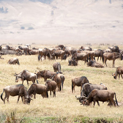 Blue Wildebeest