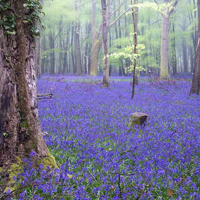 Bluebells