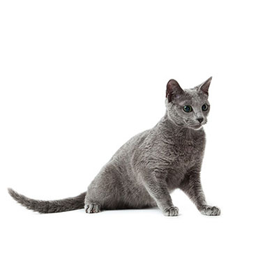 Russian Blue
