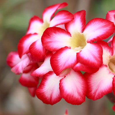 Azalea