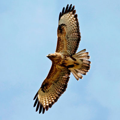  Buzzard 