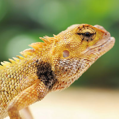  Lizard 