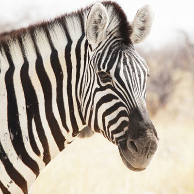  Zebra 