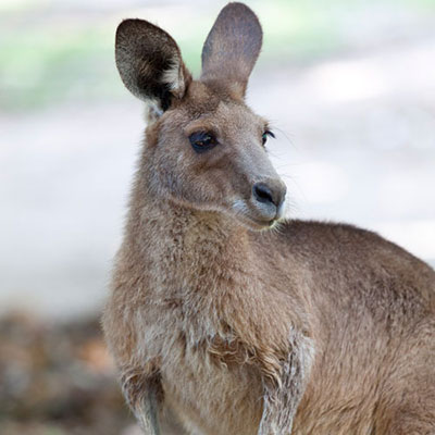  Red Kangaroo 