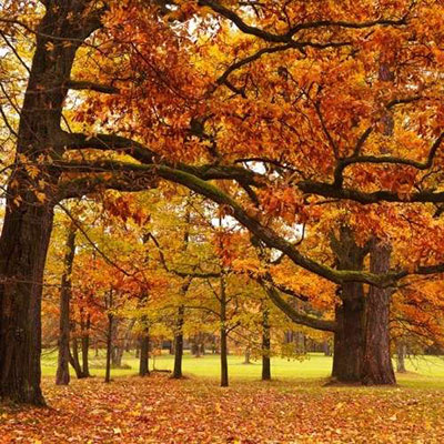 Red Oak