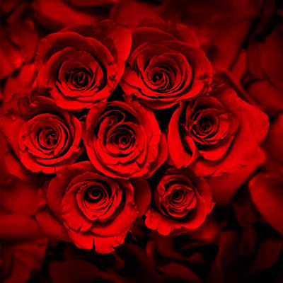 Red Roses