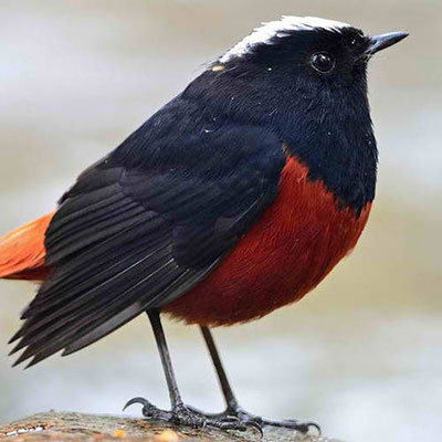  Redstart 