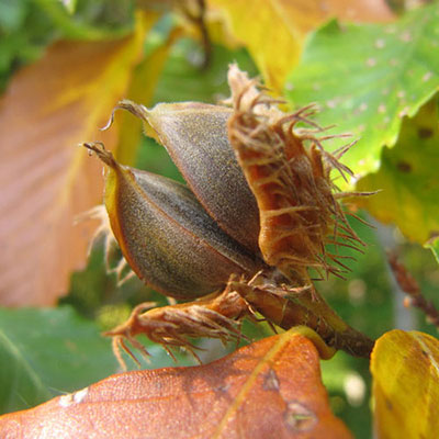 Beech Nut