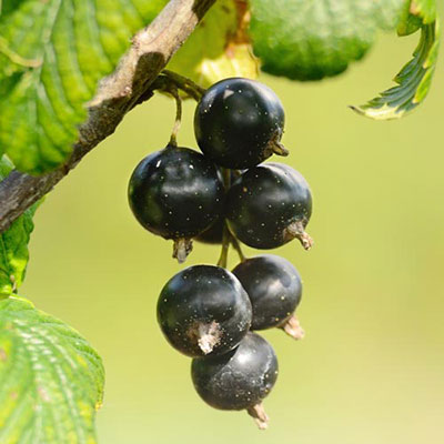Black Currant
