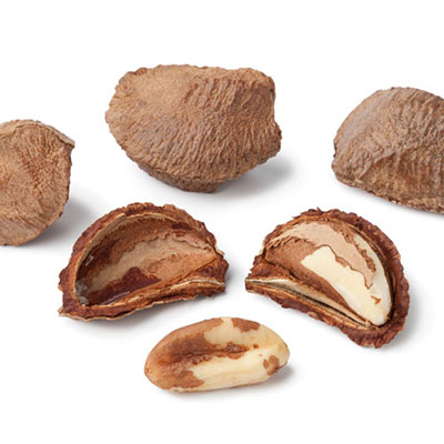  Brazil Nut 