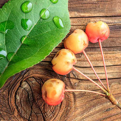 Crab Apple