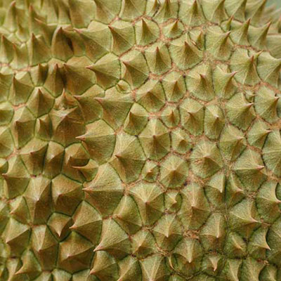 Durian