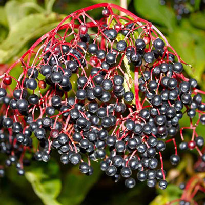 Elderberry