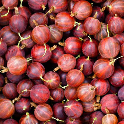 Gooseberry
