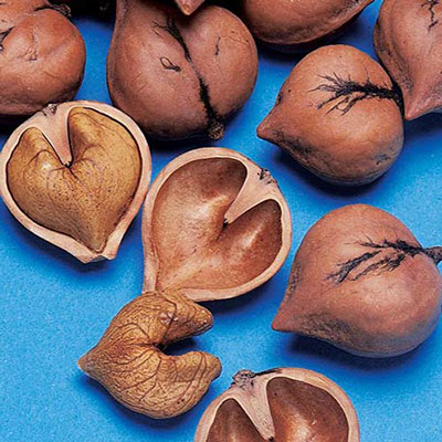 Heartnut