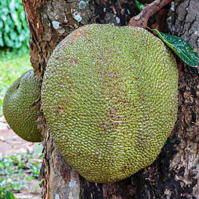 Jackfruit