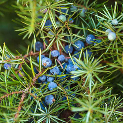 Juniper Berry