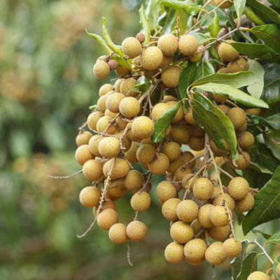 Longan