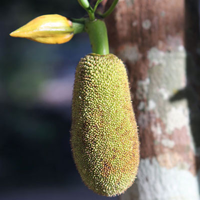 Marang