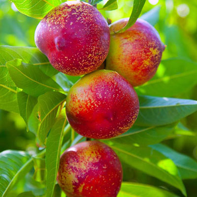  Nectarine 