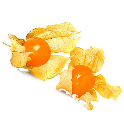 Physalis