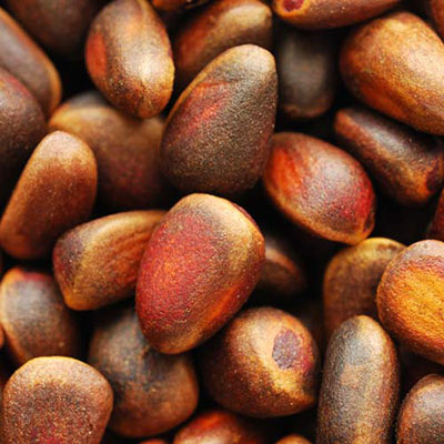Pine Nut