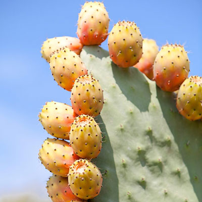 Prickly Pear