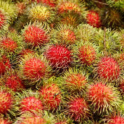  Rambutan 