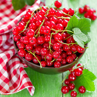  Red Currant 