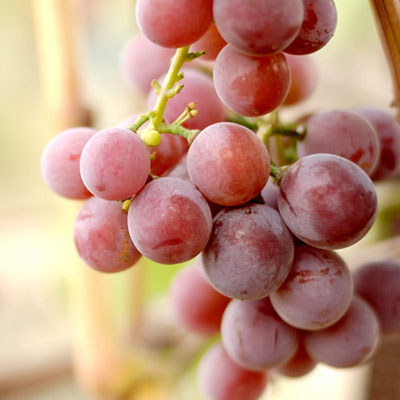 Red Grape