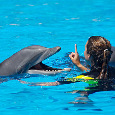 Dolphin Swim