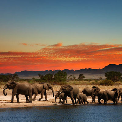 Go On Safari