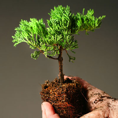 Grow A Tree