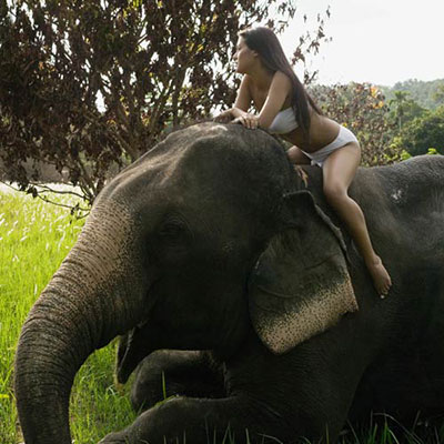  Ride An Elephant 