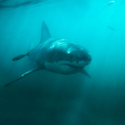 Swim With Sharks