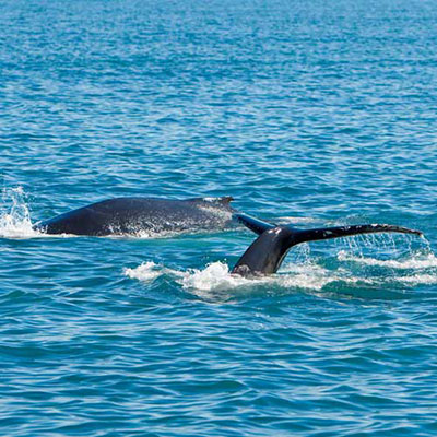 Whale Watching