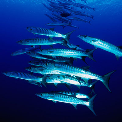  Barracuda 