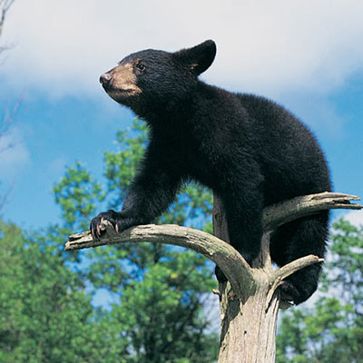  Black Bear 