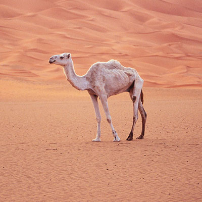 Camel