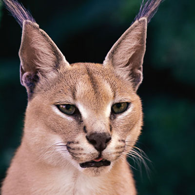 Caracal