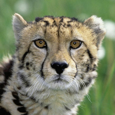 Cheetah
