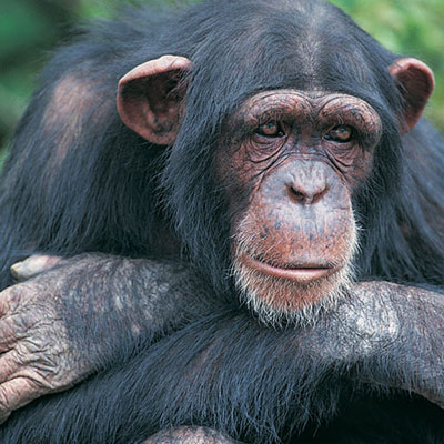 Chimpanzee