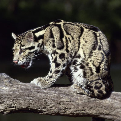  Clouded Leopard 