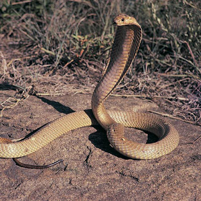Cobra